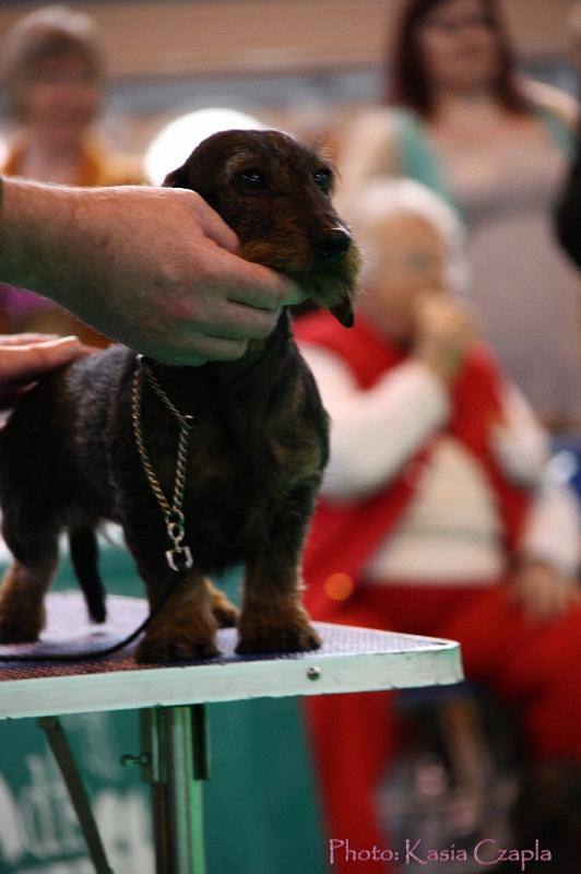 Crufts2011_2 1144.jpg